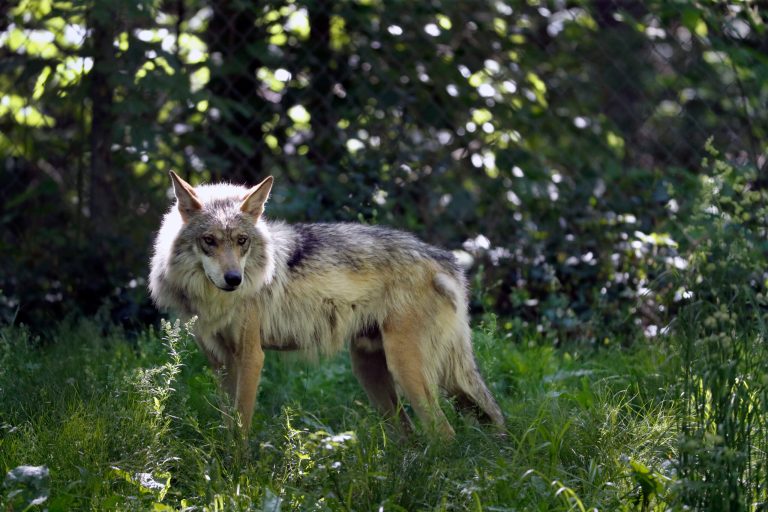 FILE - This May 20, 2019, file photo shows a Mexican gray wolf.