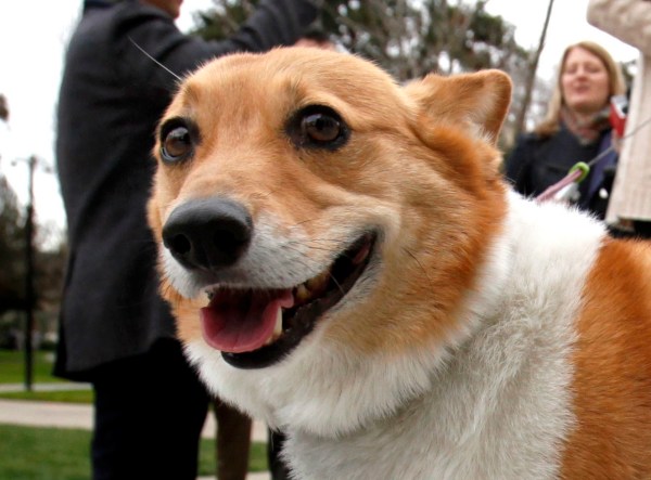Corgi that survived being shot in head recovering on diet of chicken nuggets
