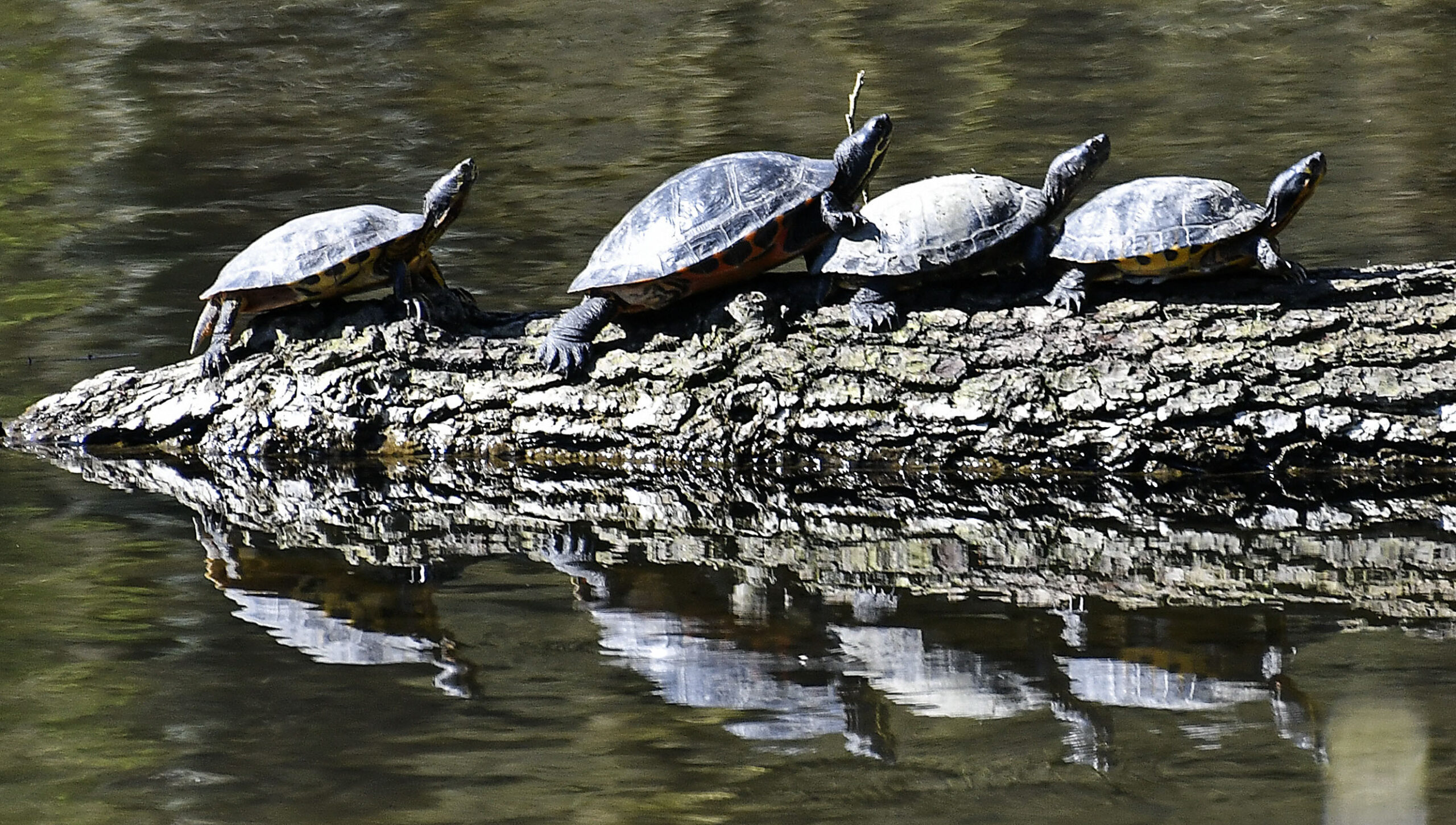 South Carolina man arrested on federal charges after trafficking snakes and turtles