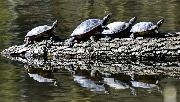 South Carolina man arrested on federal charges after trafficking snakes and turtles