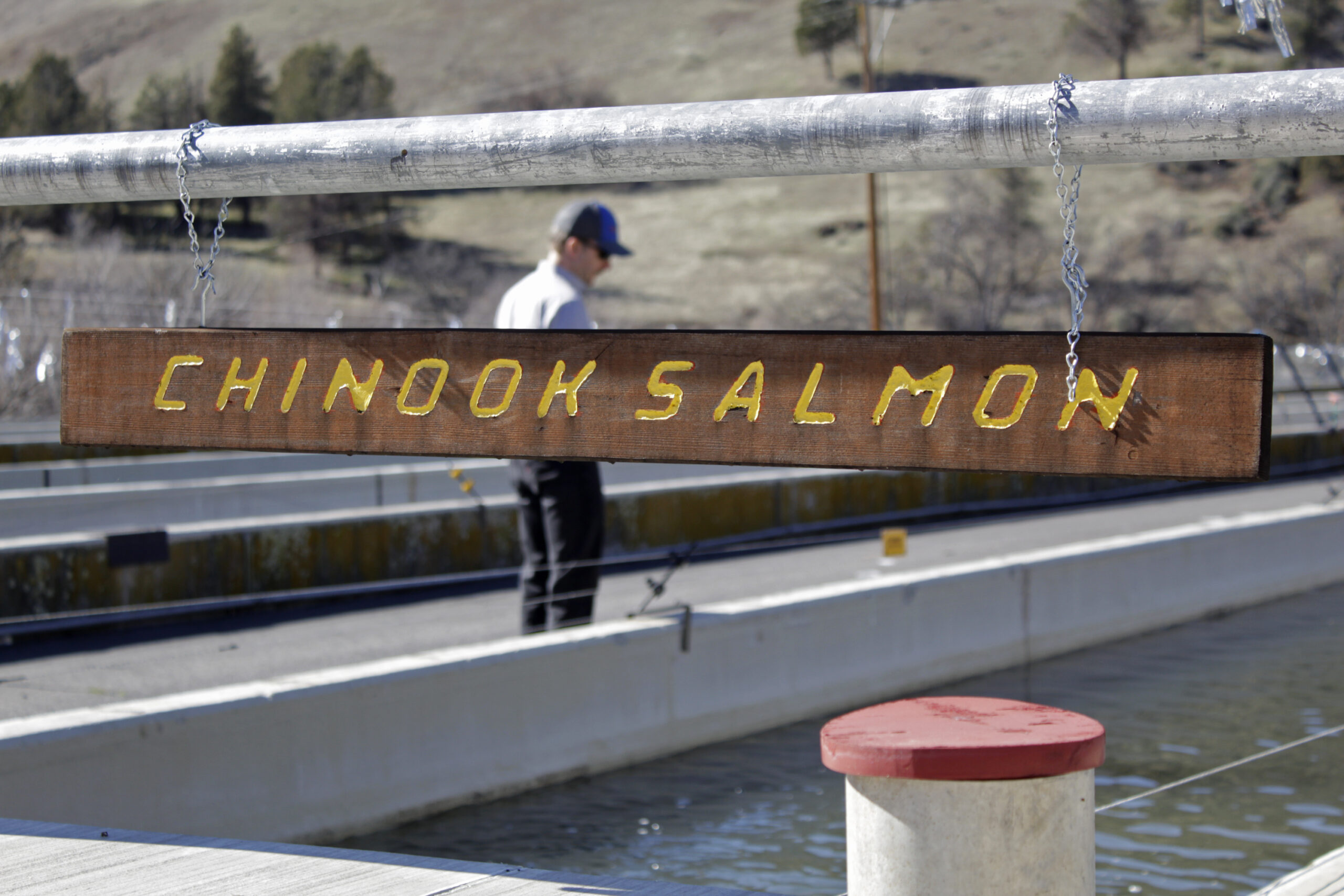 Pacific Northwest salmon at center of debate over controversial dam costs
