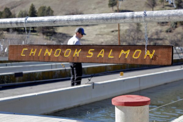 Pacific Northwest salmon at center of debate over controversial dam costs