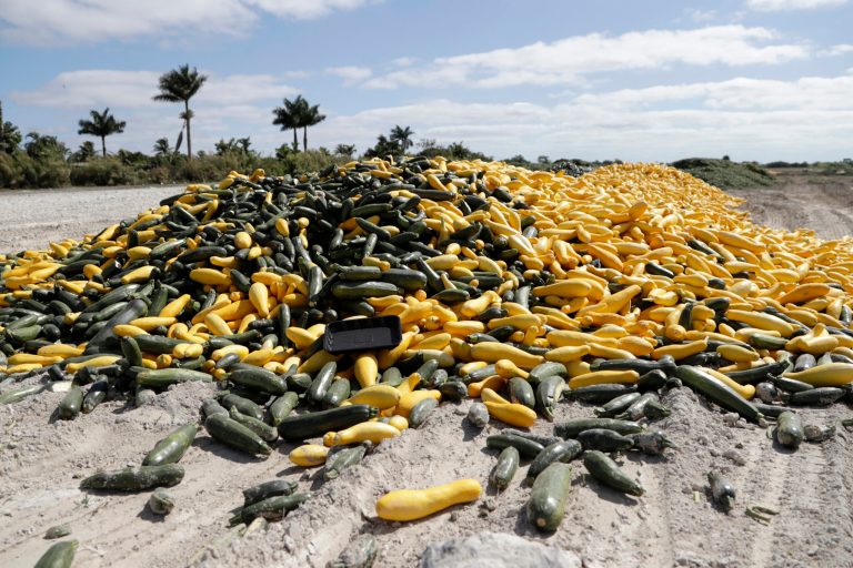 Thousands of acres of fruits and vegetables grown in Florida are being plowed over or left to rot because farmers can't get them to market because of the coronavirus.