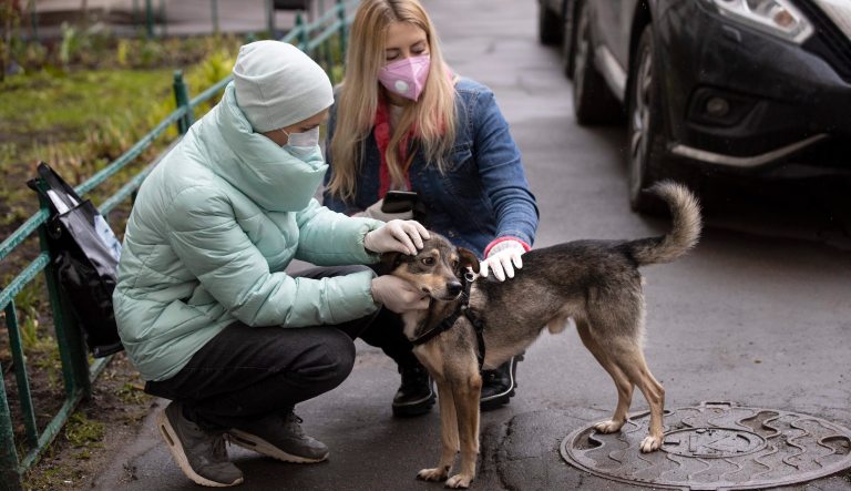 Illinois pet shelters stay busy during pandemic