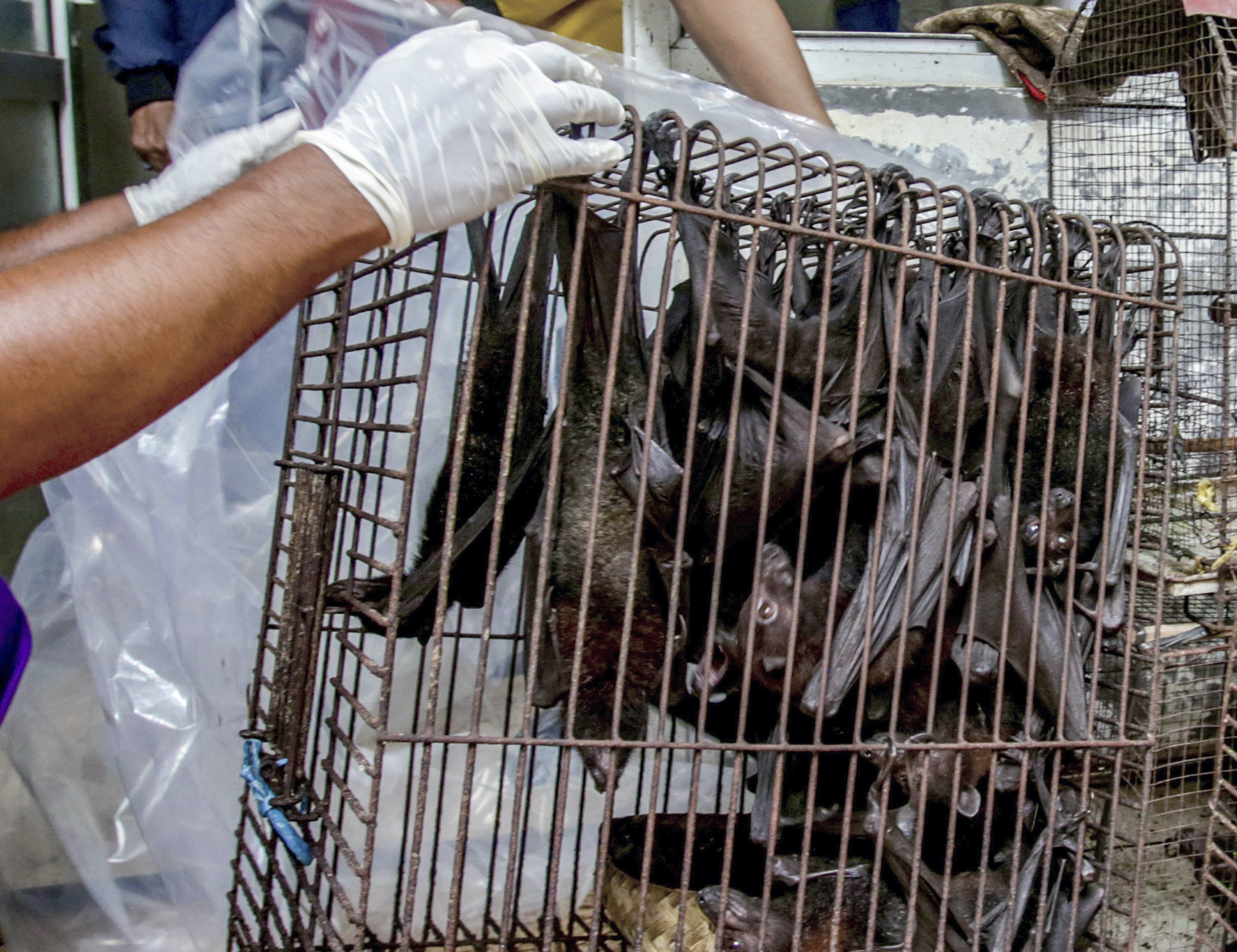 SEE IT: Maryland man stopped at Dulles Airport with charred bat meat in luggage
