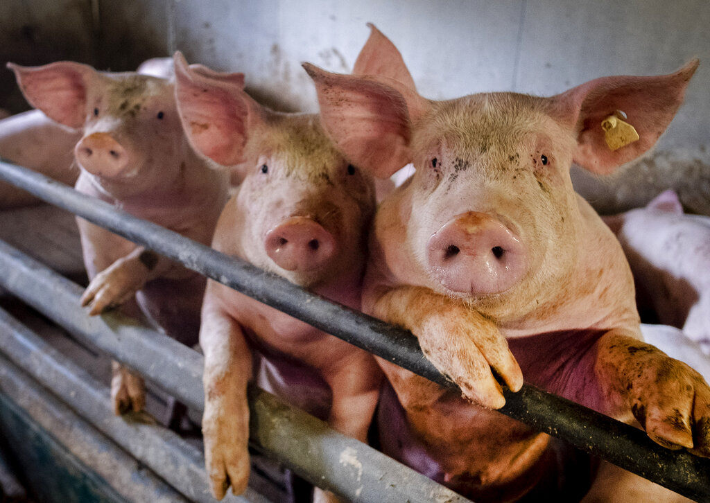 Supreme Court upholds California animal welfare law in pork producers challenge