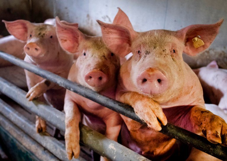 Pigs are seen in a shed of a pig farm with 800 pigs in Harheim near Frankfurt, Germany, Friday, June 19, 2020. The pigs are sold to local butchers and slaughtered there. 