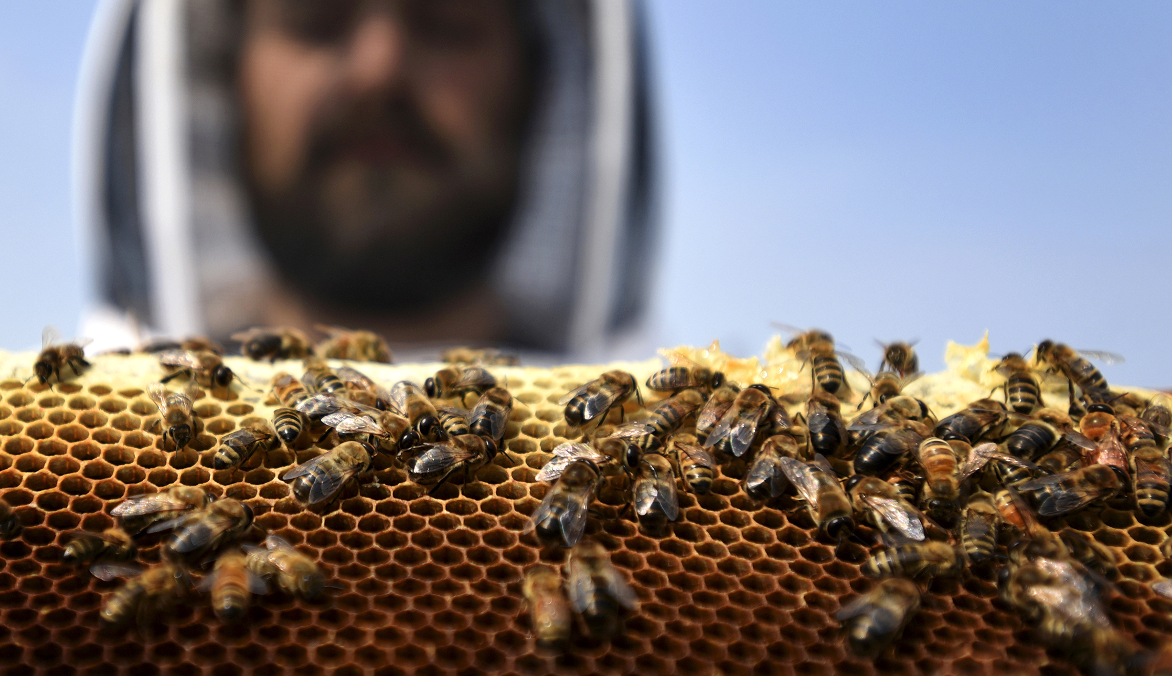 Democrat’s legislation would hike up food prices to save nonendangered bees