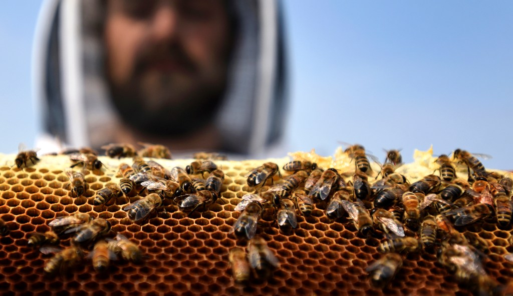 Democrat’s legislation would hike up food prices to save nonendangered bees