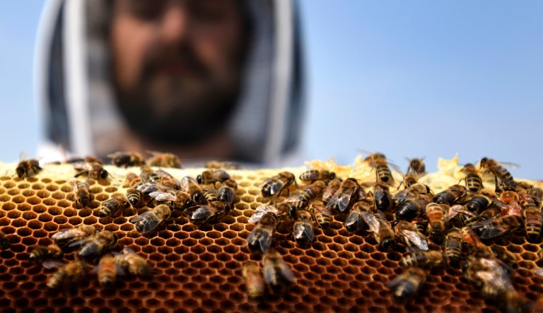 Democrat’s legislation would hike up food prices to save nonendangered bees