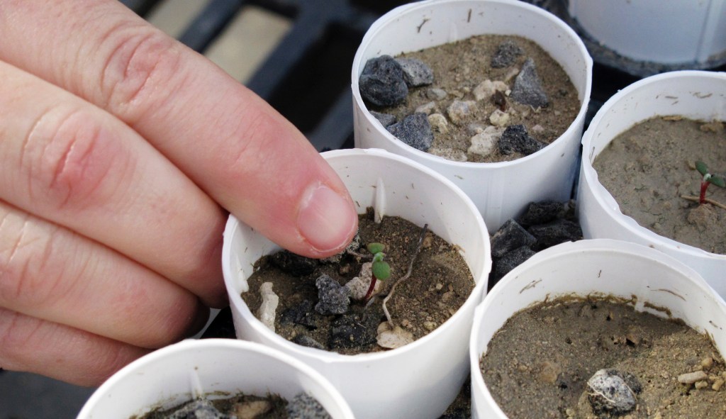 How the ‘greens’ could upend the green dream