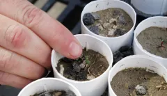 How the ‘greens’ could upend the green dream