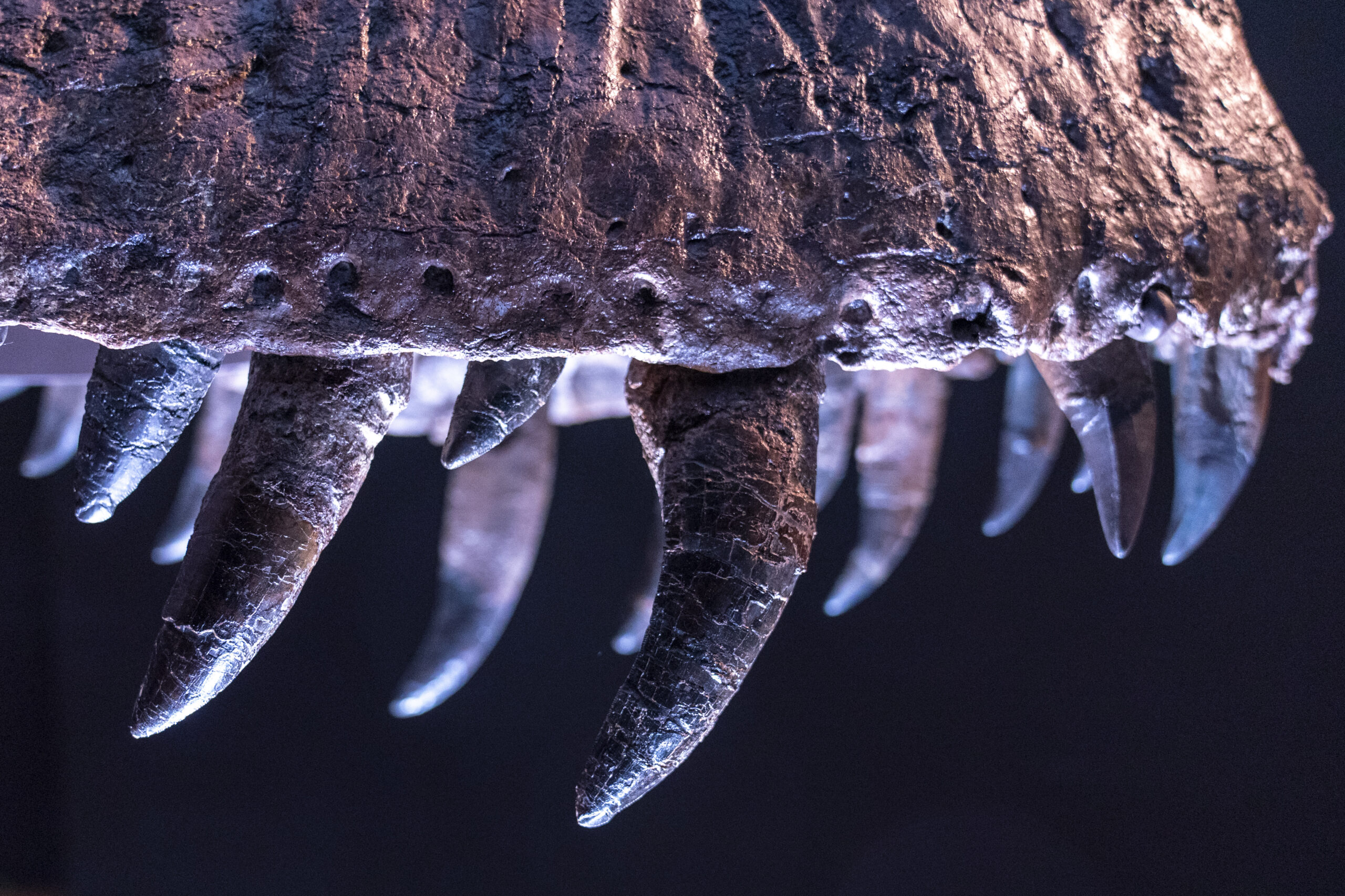 A Tyrannosaurus rex skull could be yours. Here’s how much it will cost