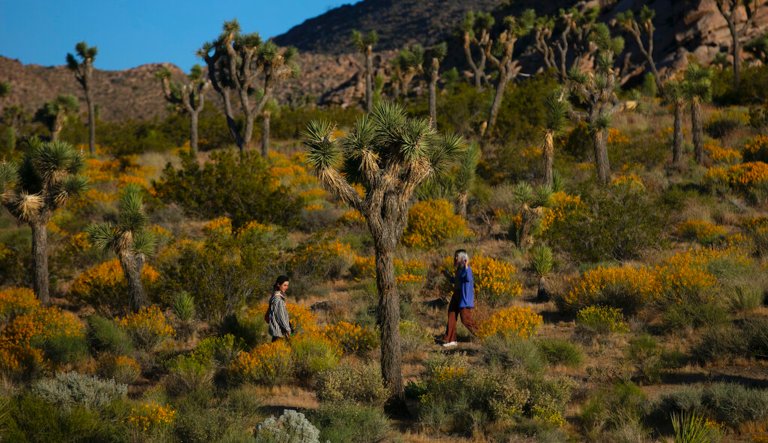 Solar panels vs. the Joshua tree