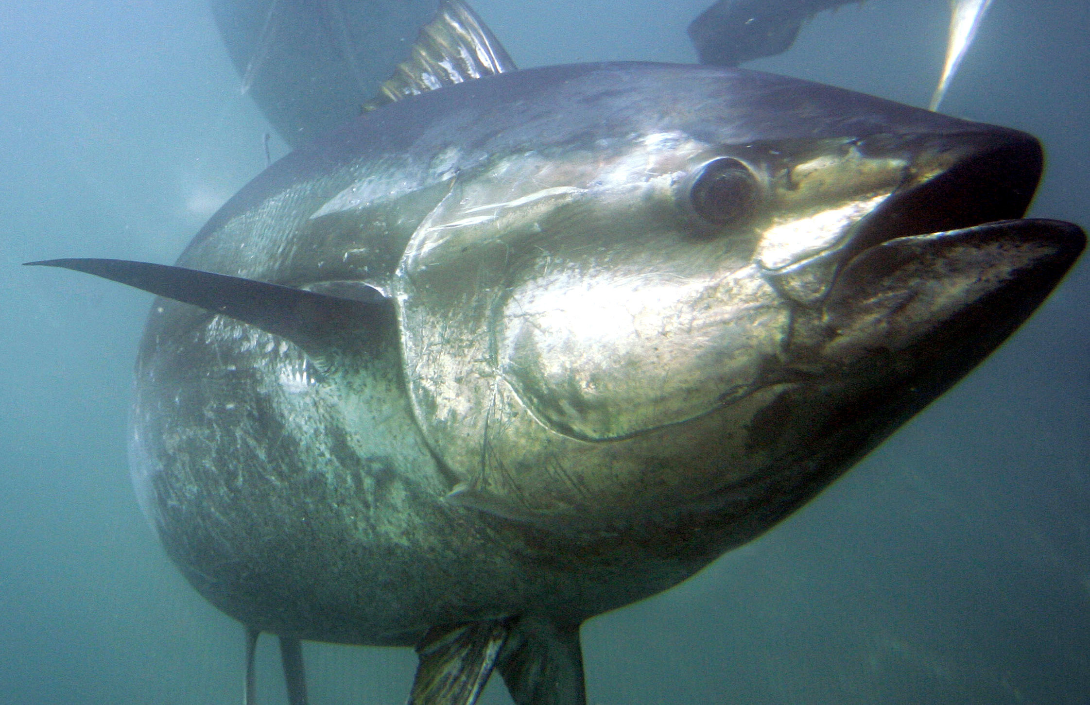 SEE IT: Florida fishermen catch 832-pound bluefin tuna