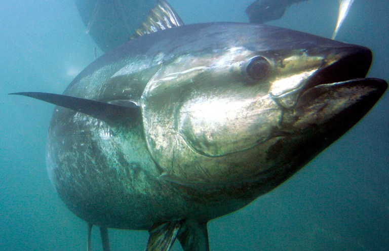 SEE IT: Florida fishermen catch 832-pound bluefin tuna