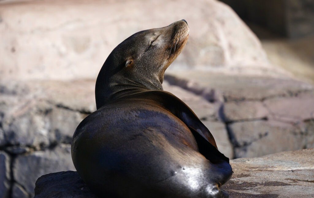 All-you-can-eat buffet: Sea lions invade salmon farm in Canada