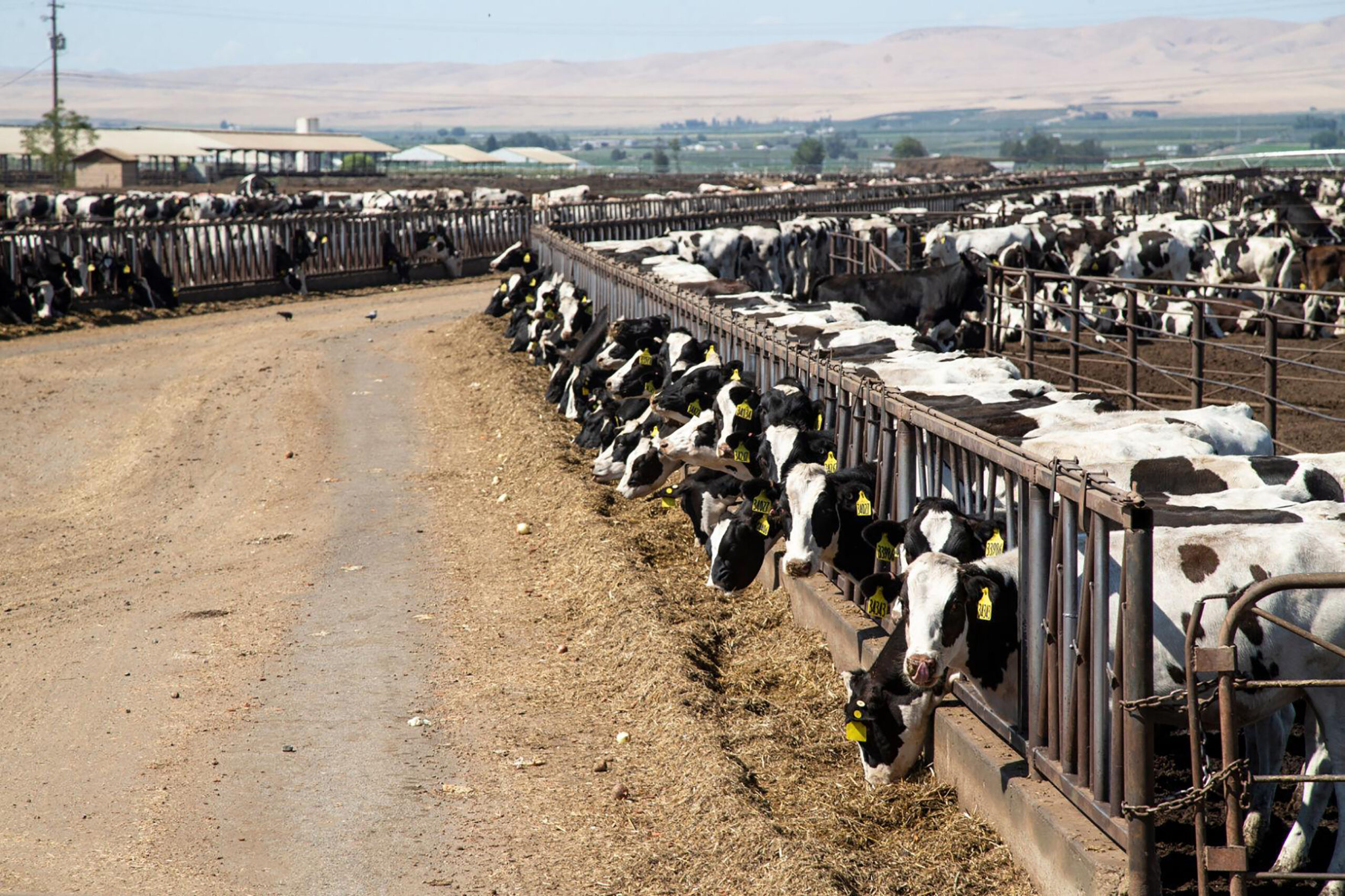 Washington state dairy workers entitled to overtime pay, ‘deserve better,’ high court rules