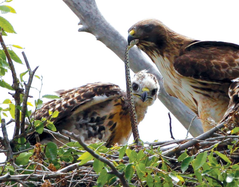 Trump administration finalizes rule weakening protections for migratory birds