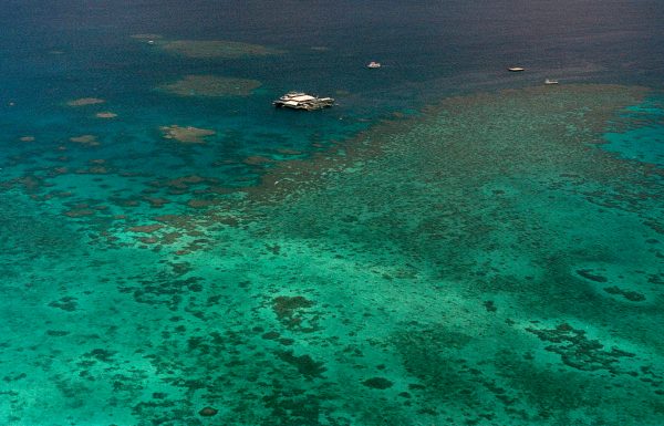 Great Barrier Reef status escalated to ‘critical’ in international report