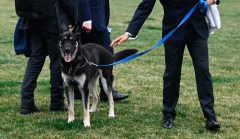 PETA not happy Bidens didn’t adopt one of 200 locally homeless sheps