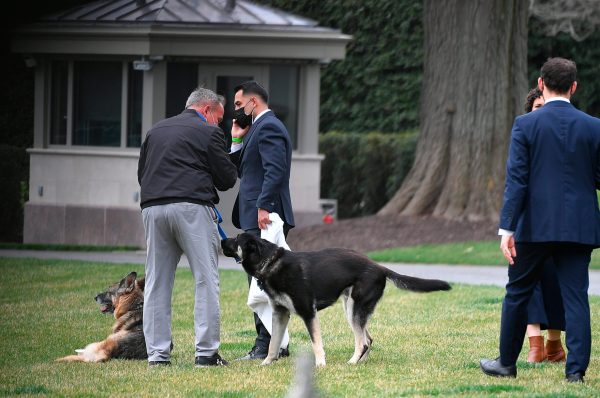 Majorgate: Watchdog sues Secret Service for information on Biden dog biting