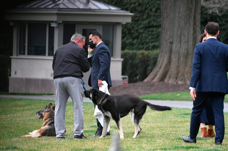 Majorgate: Watchdog sues Secret Service for information on Biden dog biting