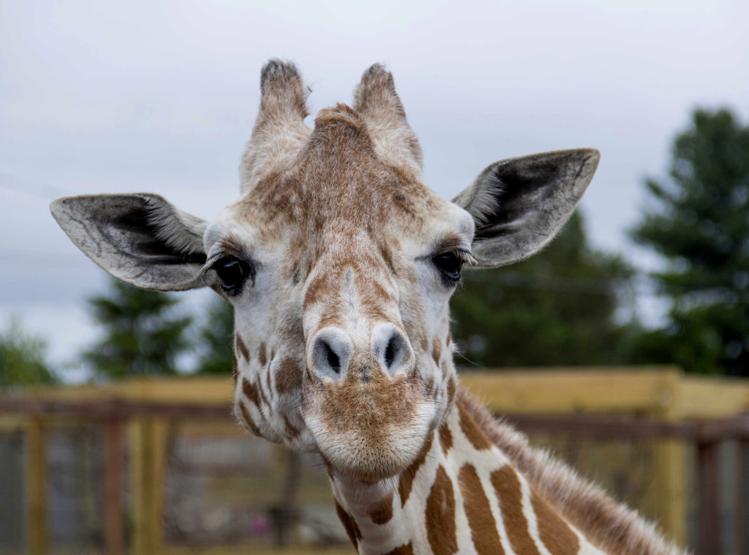 April, the giraffe known for viral 2017 pregnancy, dies