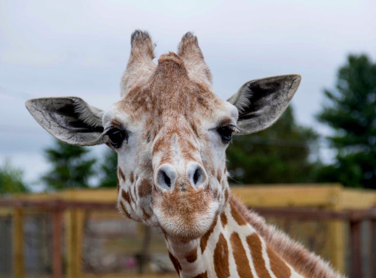 April, the giraffe known for viral 2017 pregnancy, dies