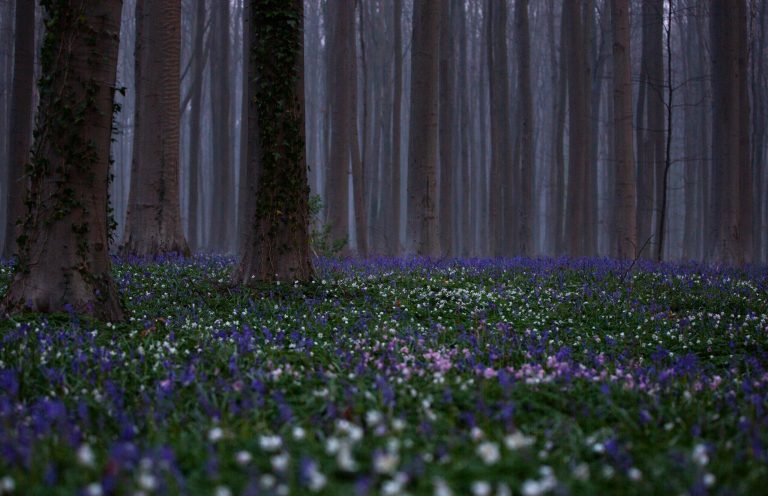 Man pleads guilty to cutting down and selling trees from Mark Twain National Forest