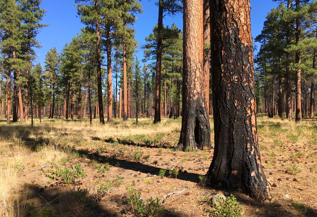 Oregon residents detain arson suspect by tying him to tree