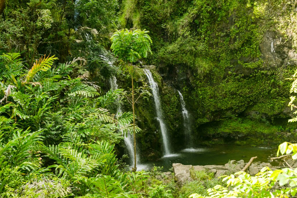 A spirited stream: Water in Hawaii becomes alcoholic