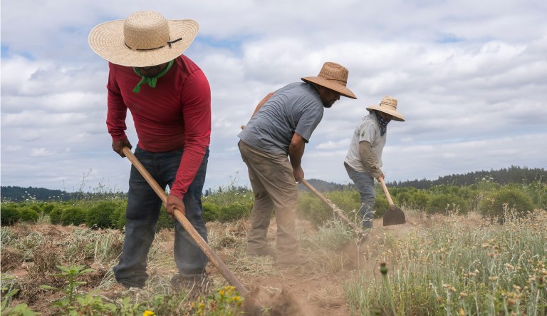 Pedro Lucas (left), nephew of farm worker Sebastian Francisco Perez who died last weekend while working in an extreme heat wave, break up earth on Thursday, July, 1, 2021 near St. Paul, Ore.