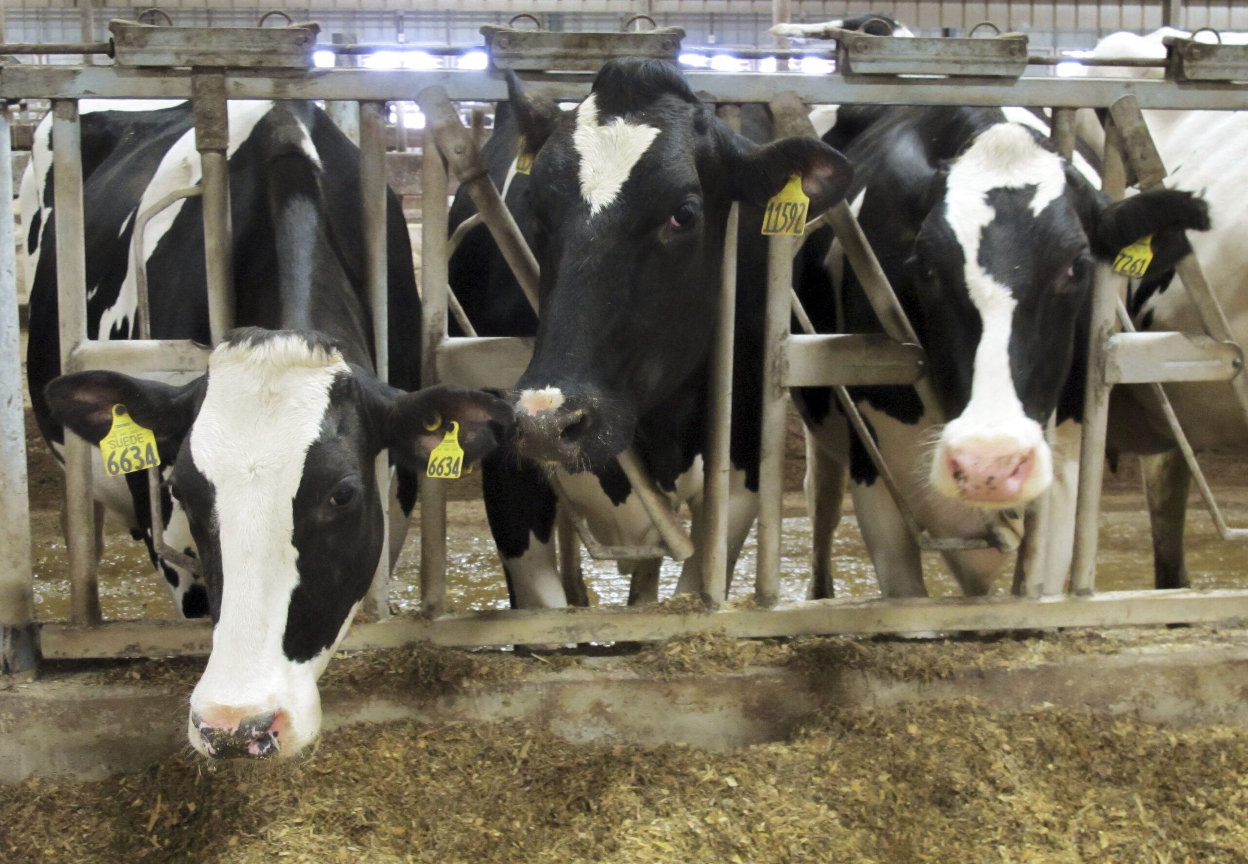 Cow methane emissions halved by adding seaweed to diet, creamery says