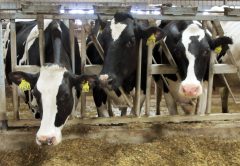 Cow methane emissions halved by adding seaweed to diet, creamery says