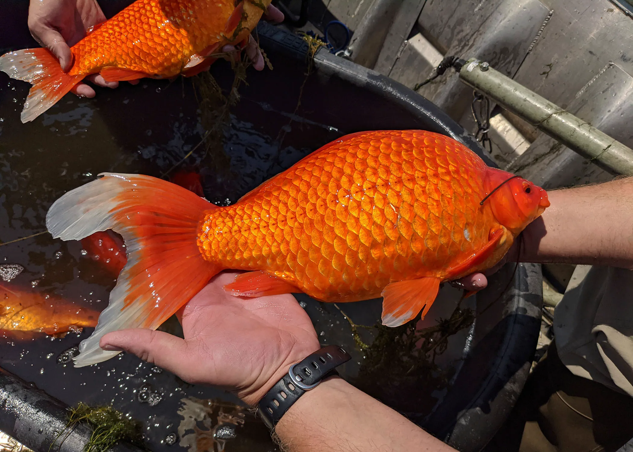 Giant goldfish pulled from Minnesota lake