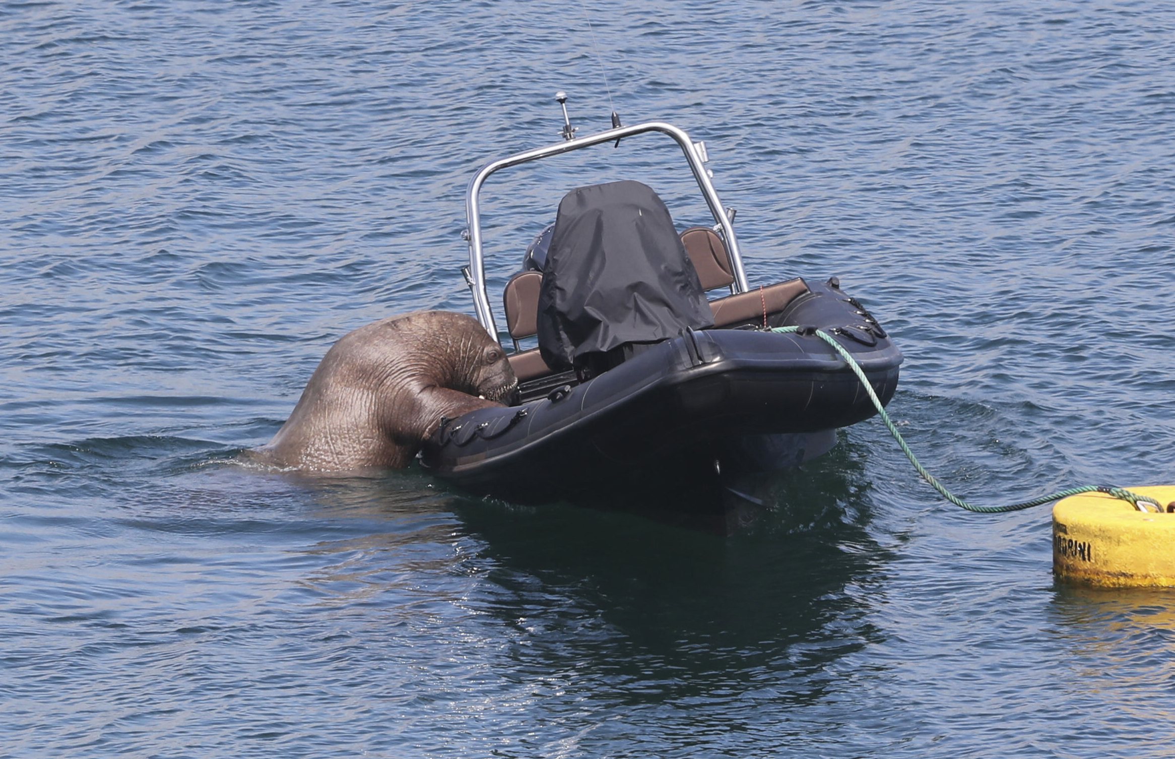 Sun-loving Freya the walrus sinking boats in Norway