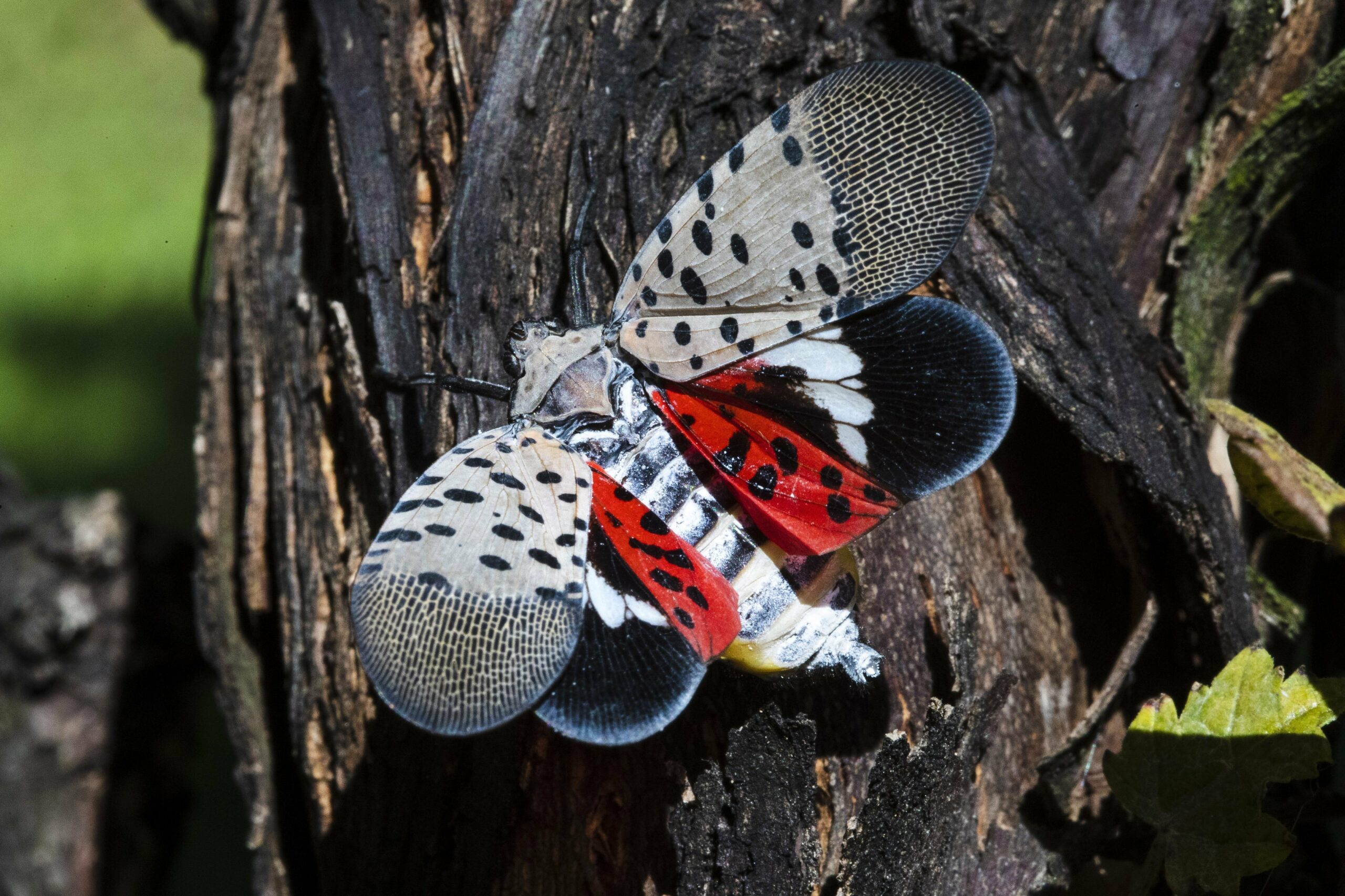 Asian invasion: Spotted lanternfly threatens wine vines