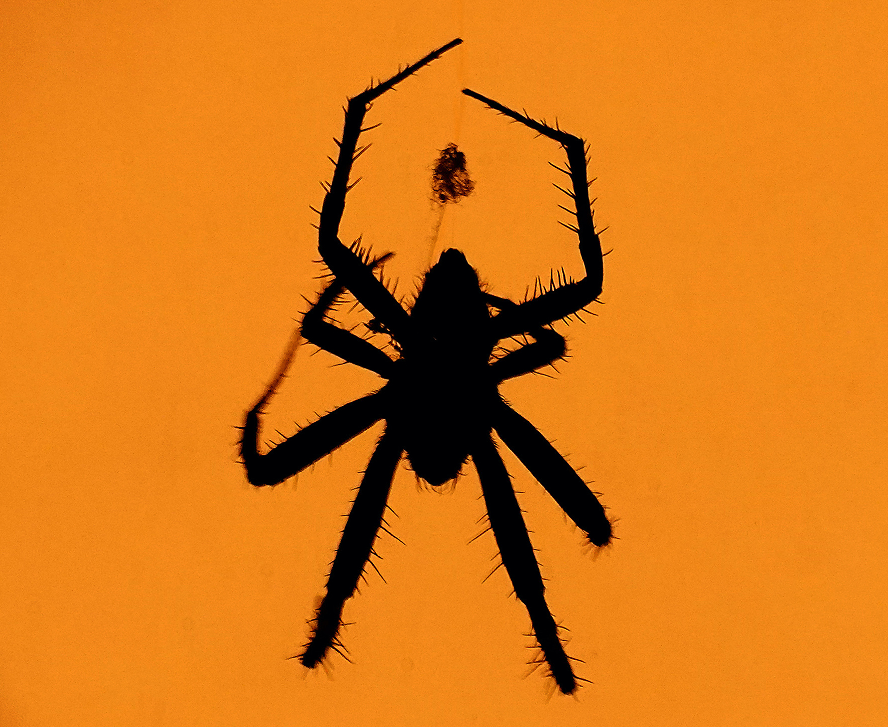 Australian officials uncover ‘megaspider’ with massive fangs