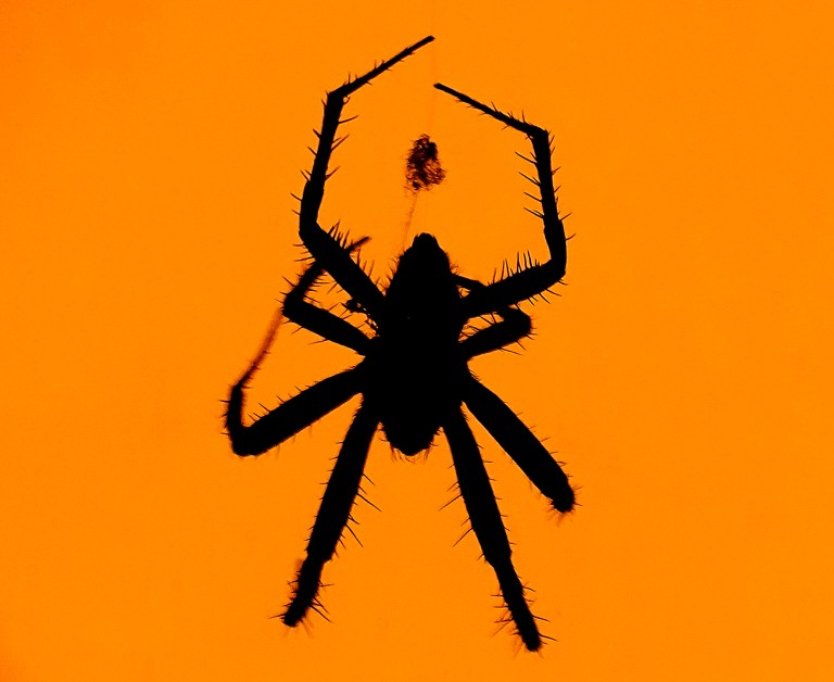 Australian officials uncover ‘megaspider’ with massive fangs