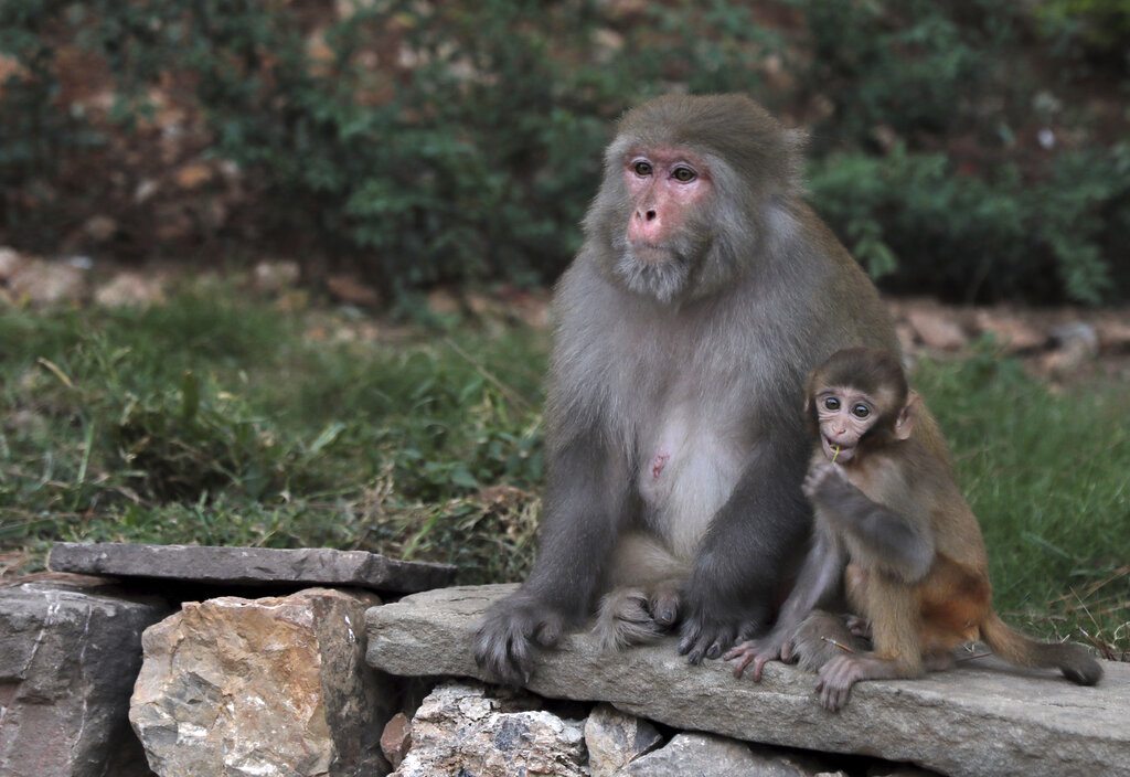 Agriculture Department to investigate Musk-owned company’s treatment of monkeys