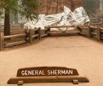 Firefighters wrap world’s largest tree in protective blanket as blaze approaches