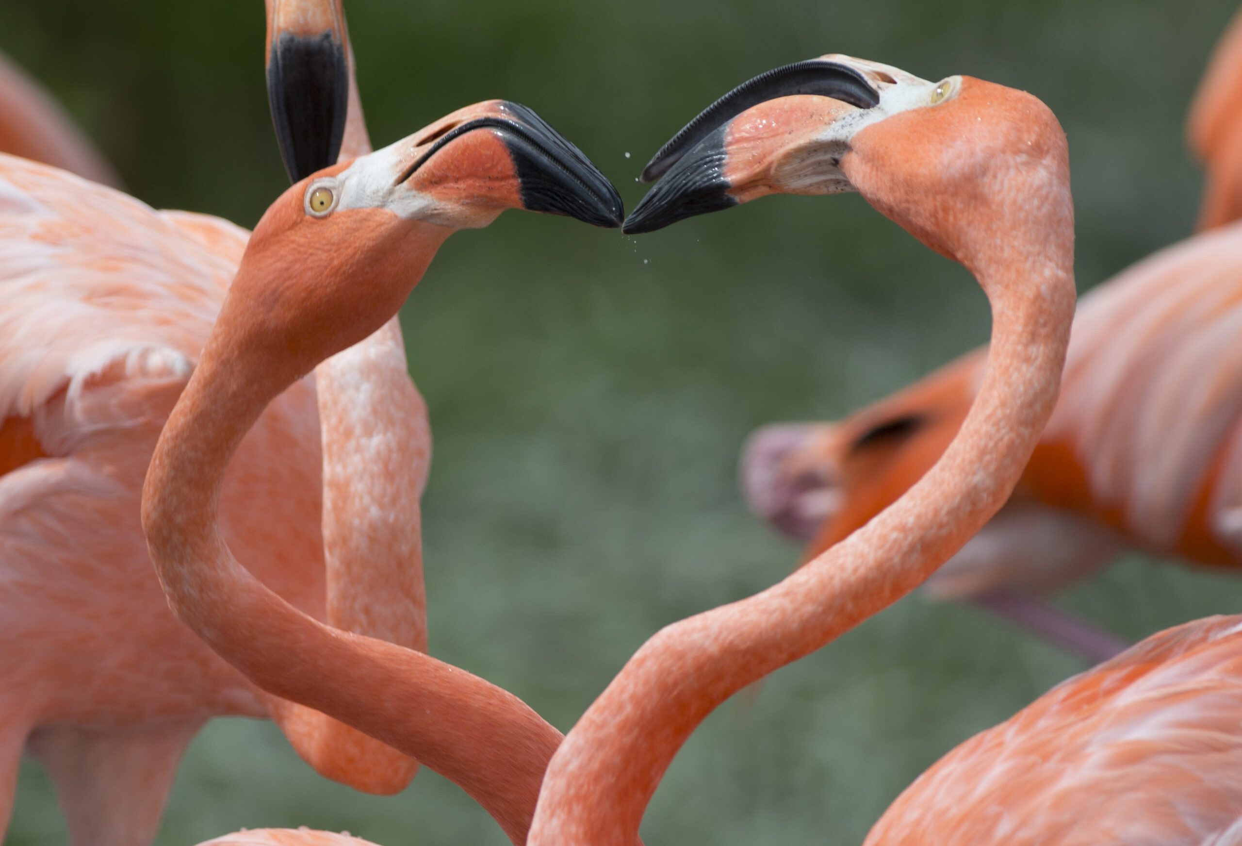 Hurricane Idalia pushes flamingos far from the Caribbean﻿