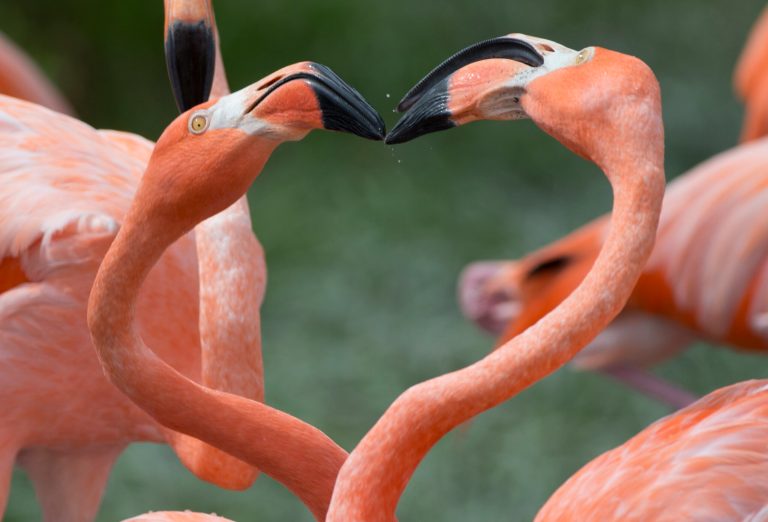 Hurricane Idalia pushes flamingos far from the Caribbean﻿