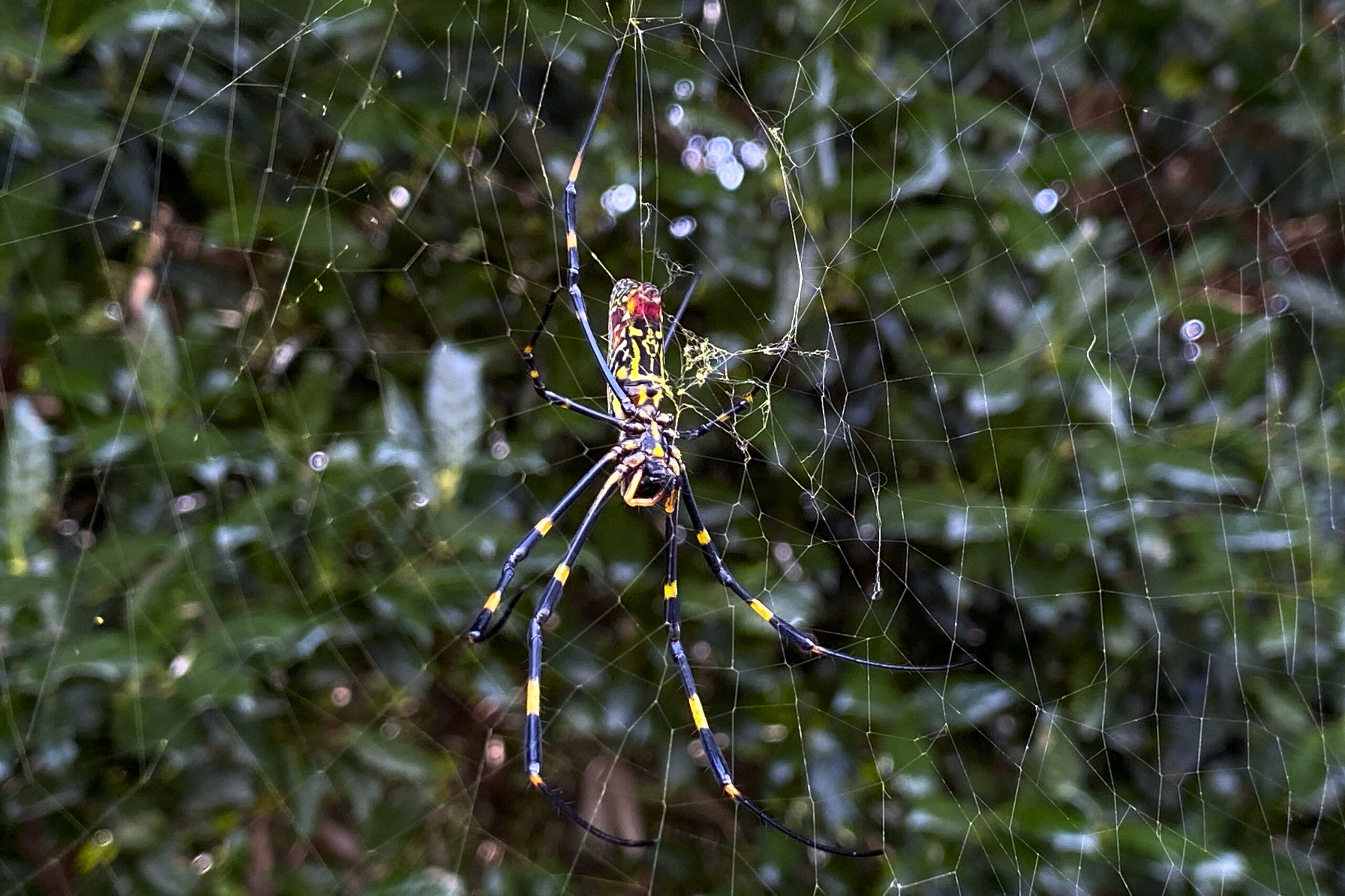 Giant parachuting spiders may invade East Coast this spring
