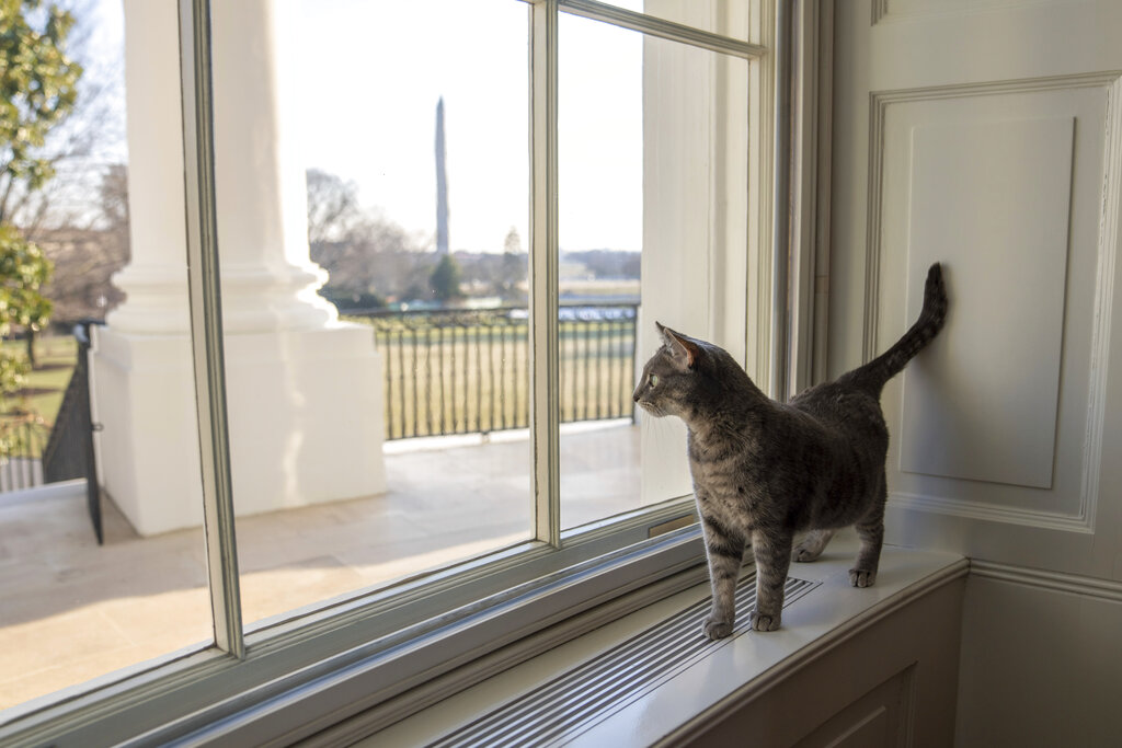 Willow the cat joins Bidens at White House