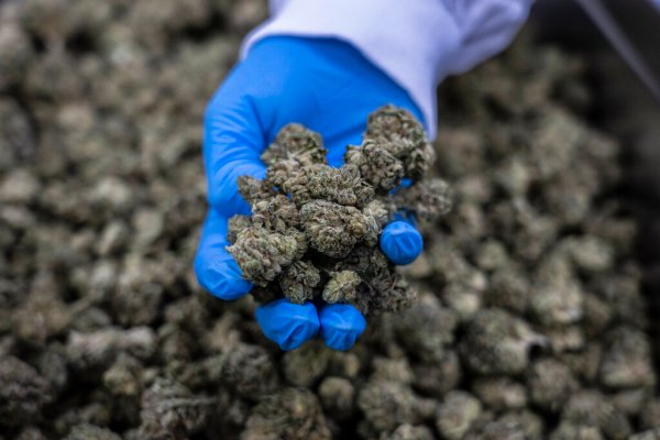 Marijuana legalization is not harmless