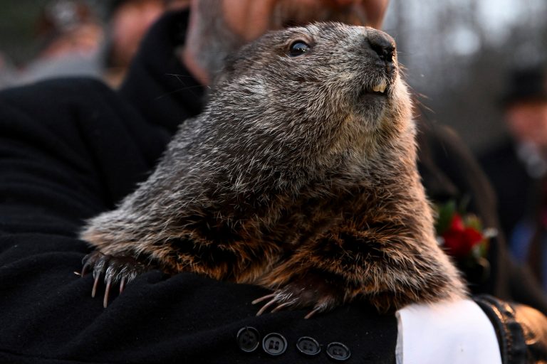 A Groundhog Club handler holds Punxsutawney Phil, the weather prognosticating groundhog, during the celebration of Groundhog Day on Gobbler's Knob in Punxsutawney, Pennsylvania. 
