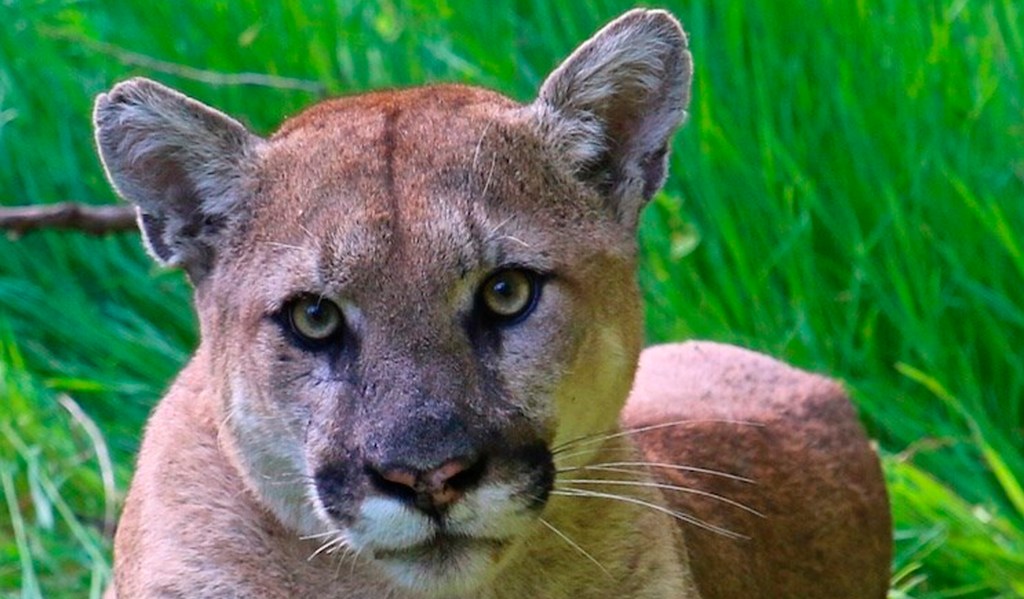 Mountain lion mauls 7-year-old boy