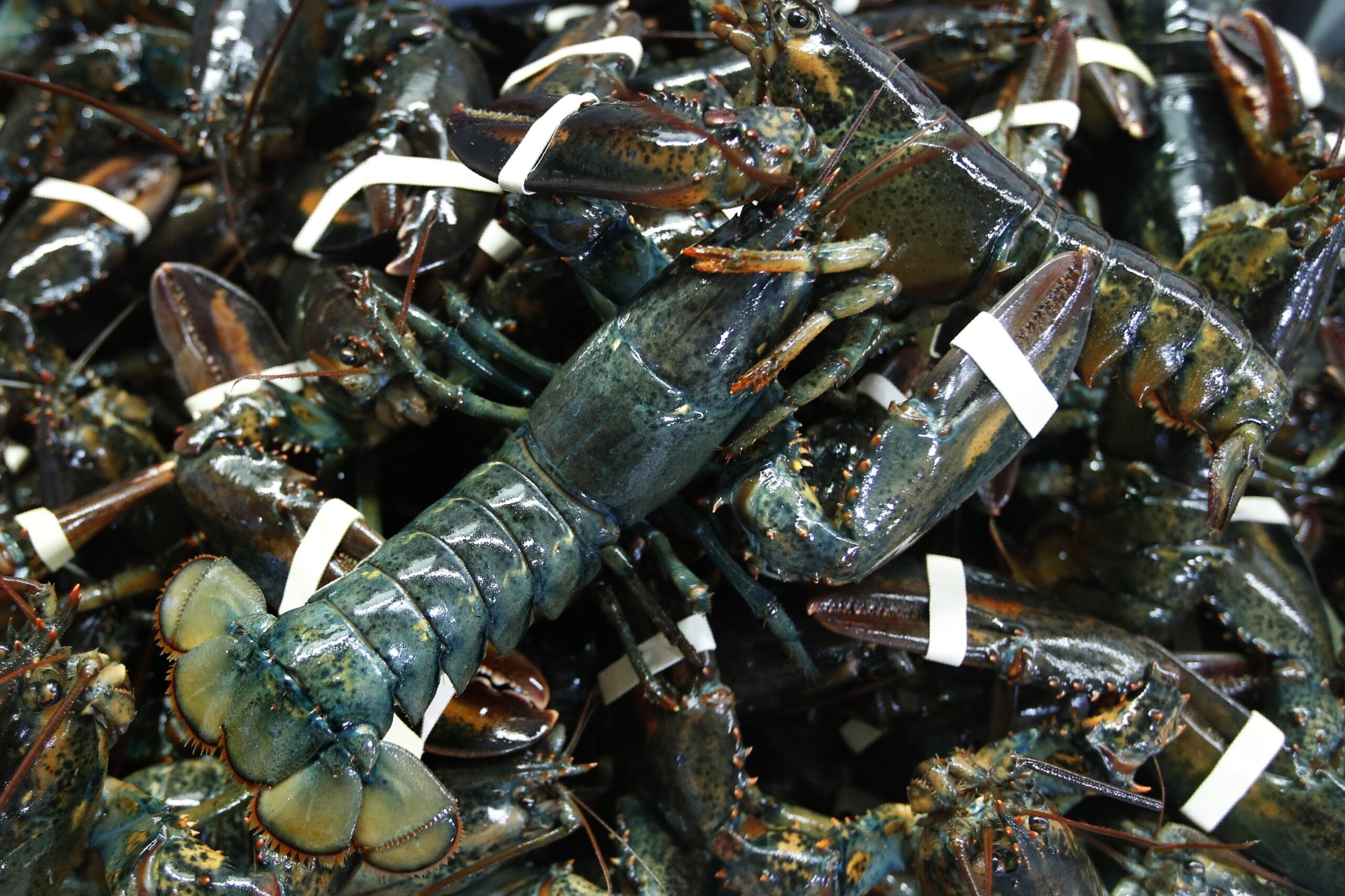 WATCH: Maine’s ‘Lobster Lady’ still going strong at 101
